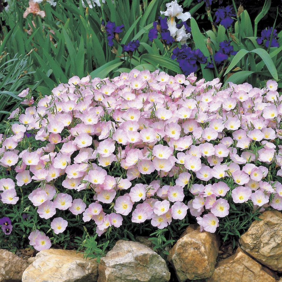 Showy Evening Primrose Ornamental Groundcover Seeds