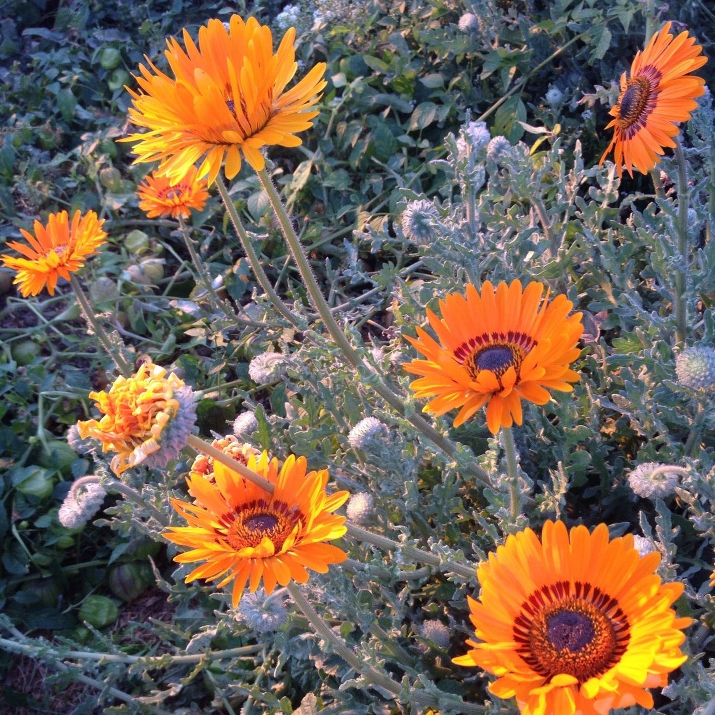 Venidium Orange Prince Sunflower Seeds