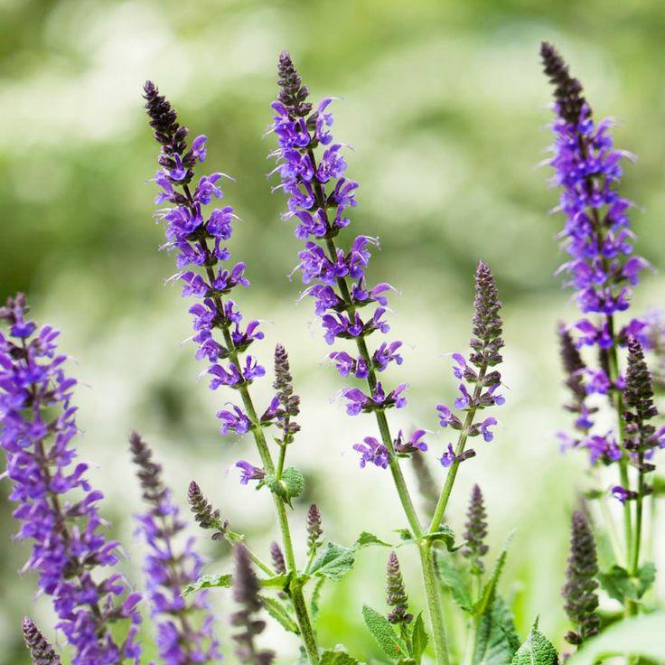 chia seed plant photo Chia Plant Seeds – Garden & Glimmer