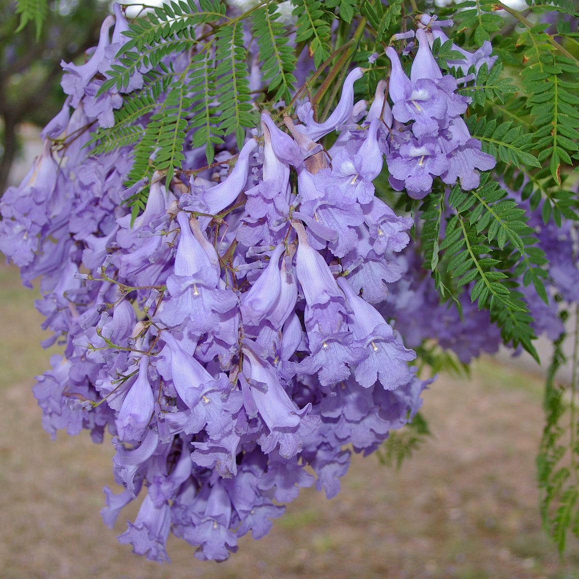 Jacaranda Tree Seeds