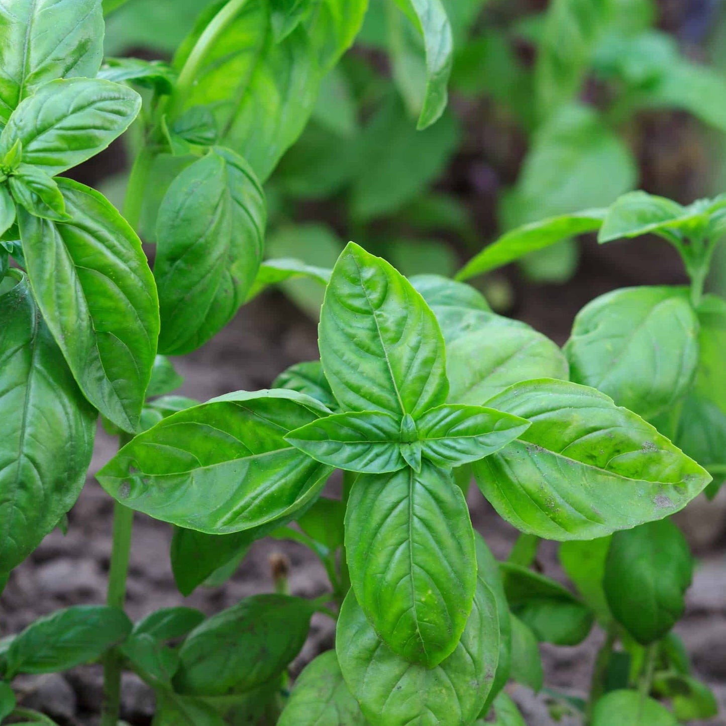 Organic Basil Plant Seeds