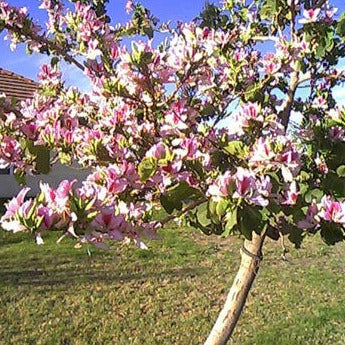 Pink Orchid Tree Seeds