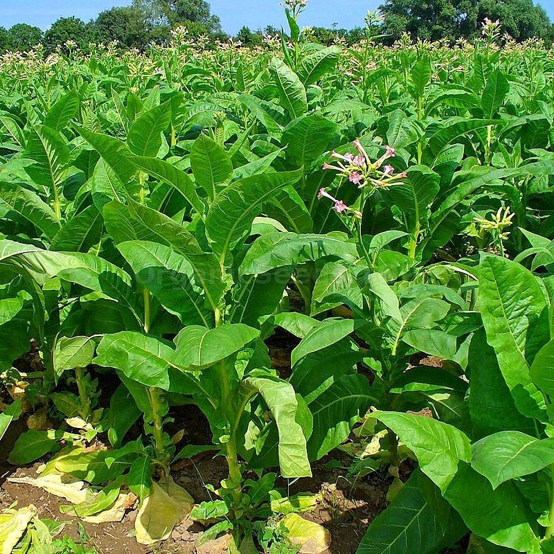 buy tobacco plant seeds Virginia Gold Tobacco Plant Seeds – Garden & Glimmer