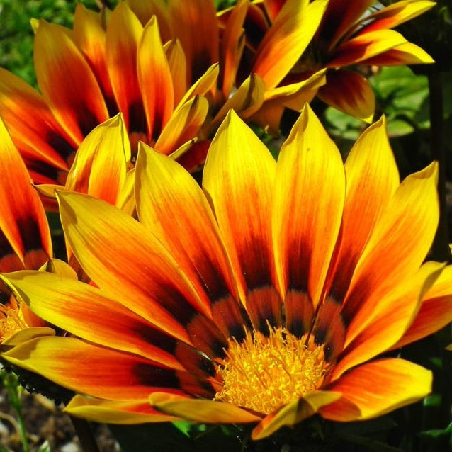 Gazania Treasure Flower Seeds