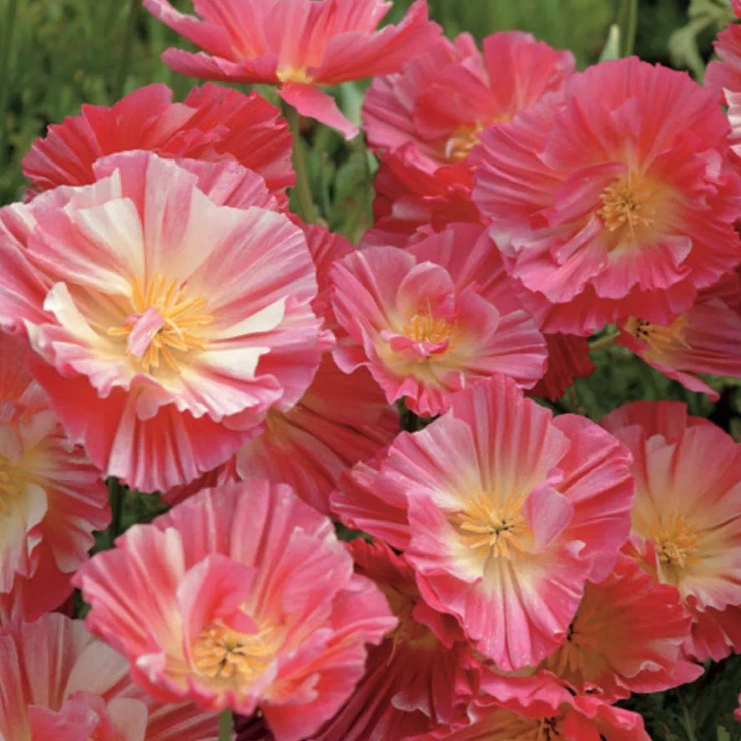 Watermelon Poppy