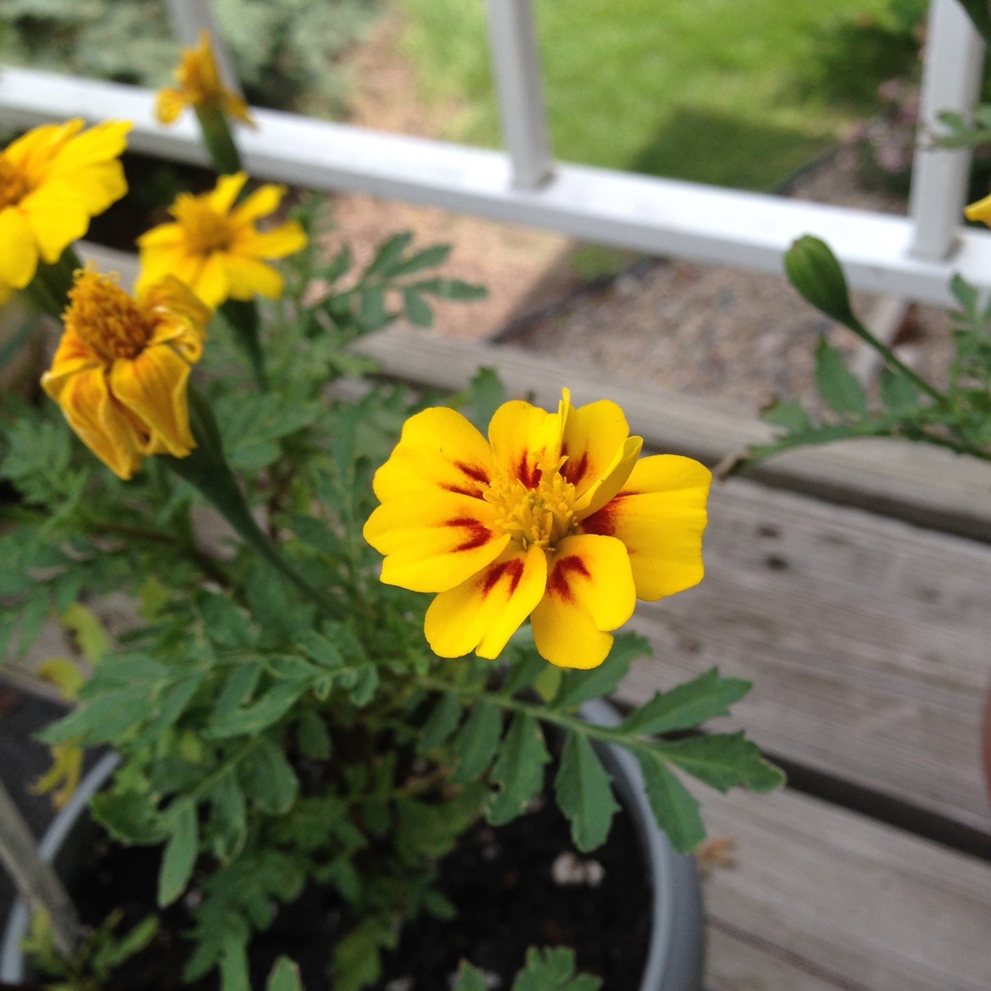 Jaguar French Marigold Flower Seeds