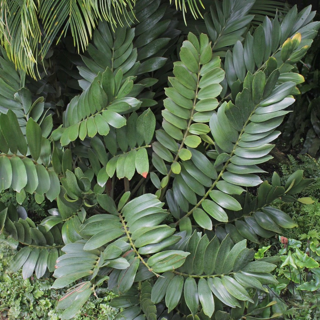 Cardboard Palm (Zamia) Seeds