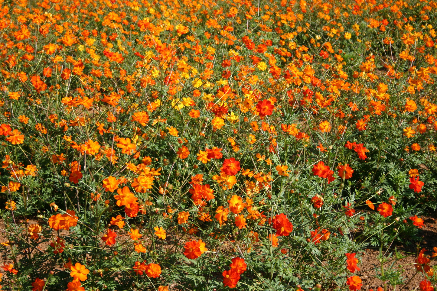 Cosmos Bright Lights