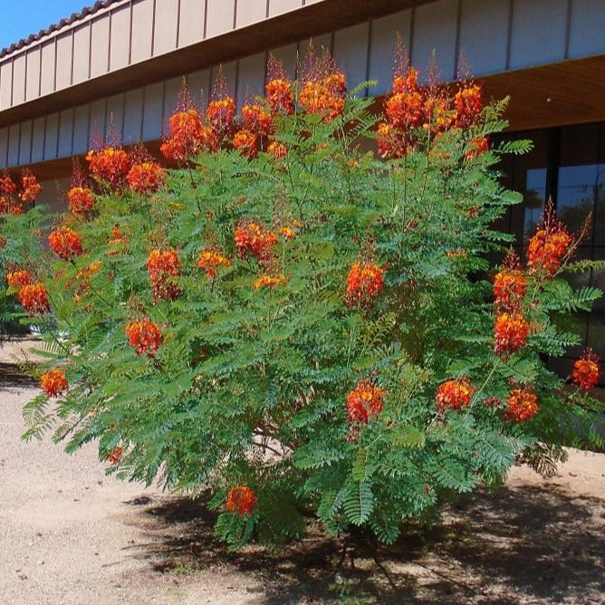 Pride of Barbados/Mexican Red Bird of Paradise Plant Seeds