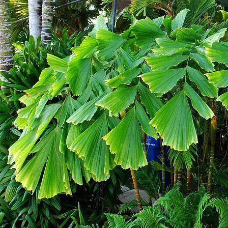 Fishtail Palm Tree Seeds