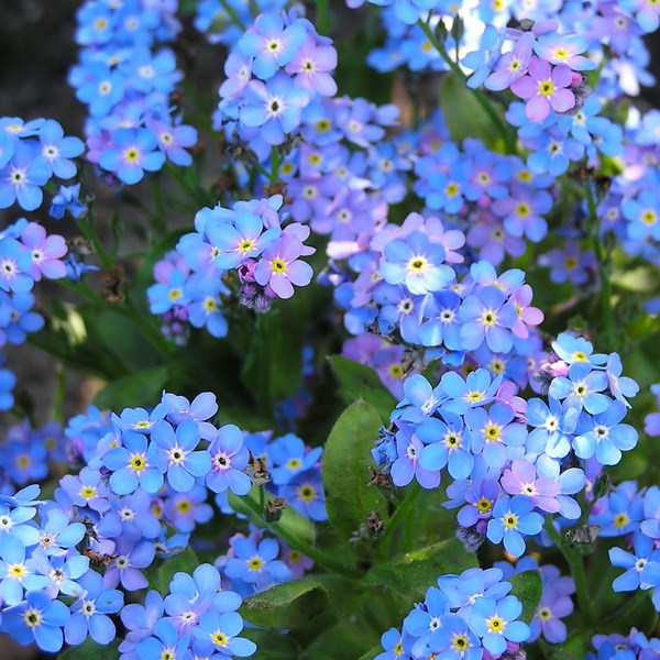 Forget-Me-Not Flower Seeds