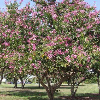 Pink Orchid Tree Seeds