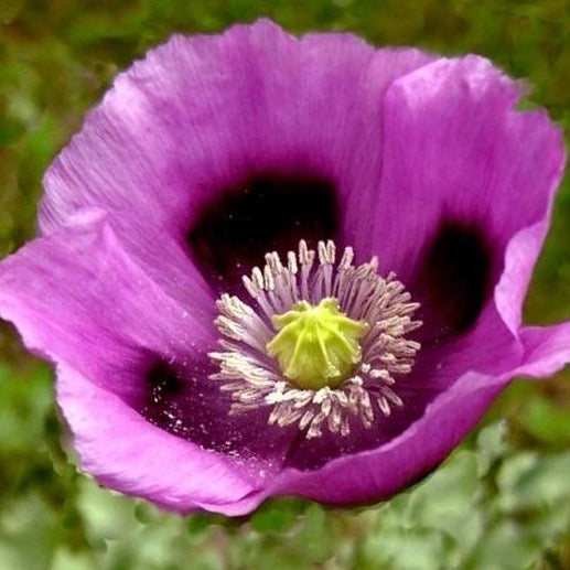 Hungarian Blue Poppy Flower Seeds