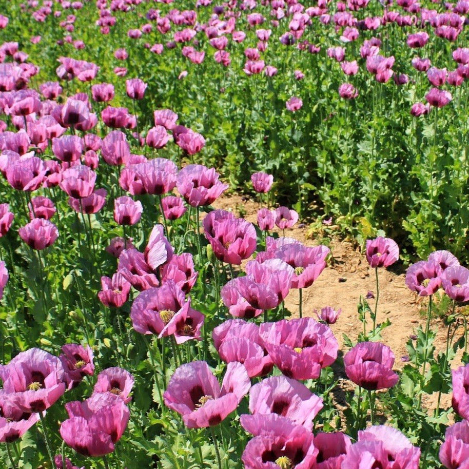 Hungarian Blue Poppy Flower Seeds