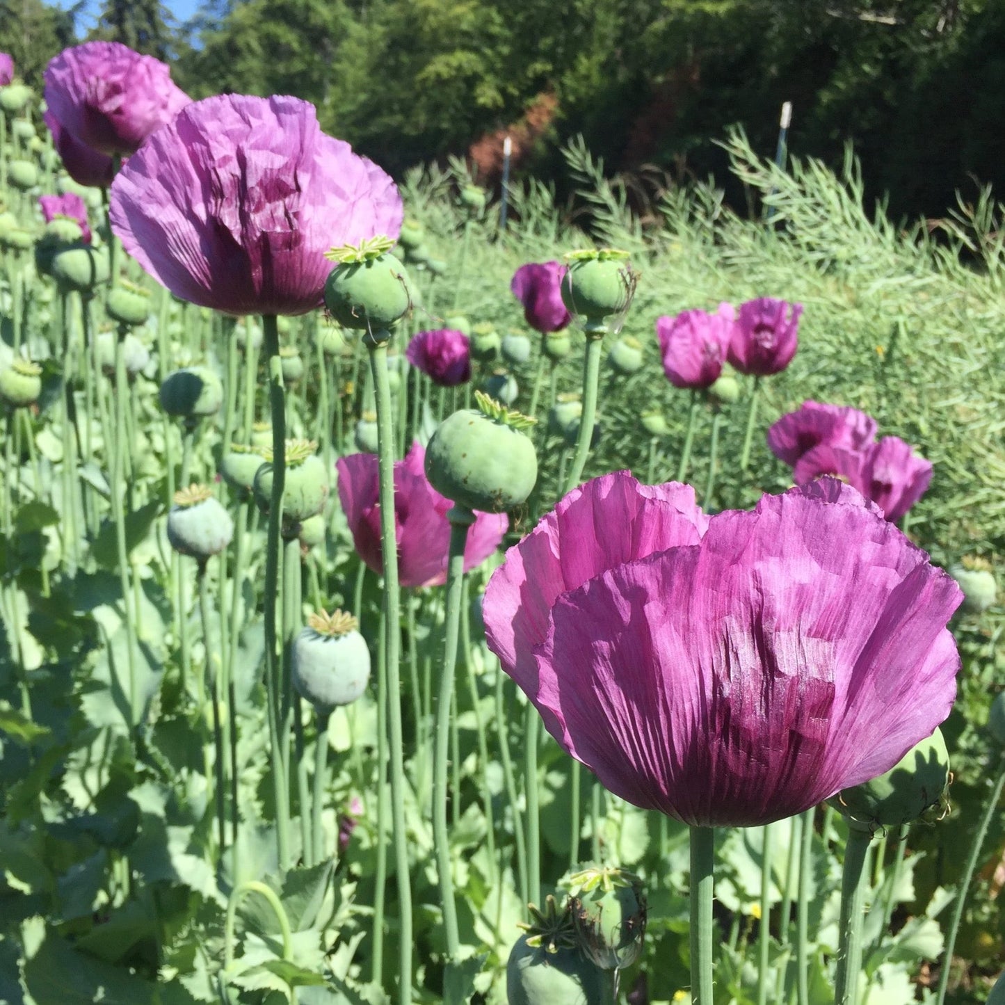 Hungarian Blue Poppy Flower Seeds
