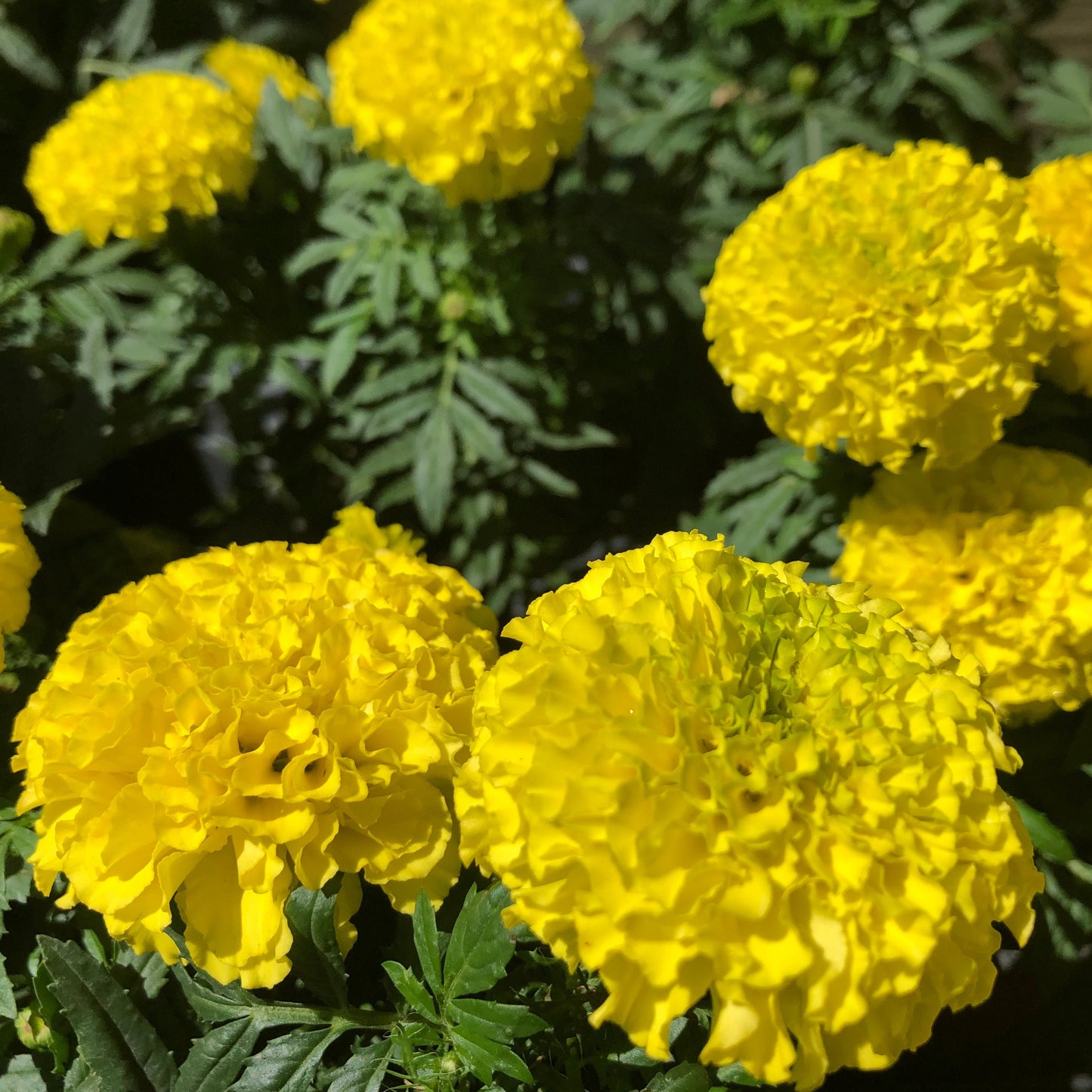 Petite Yellow French Marigold Flower Seeds