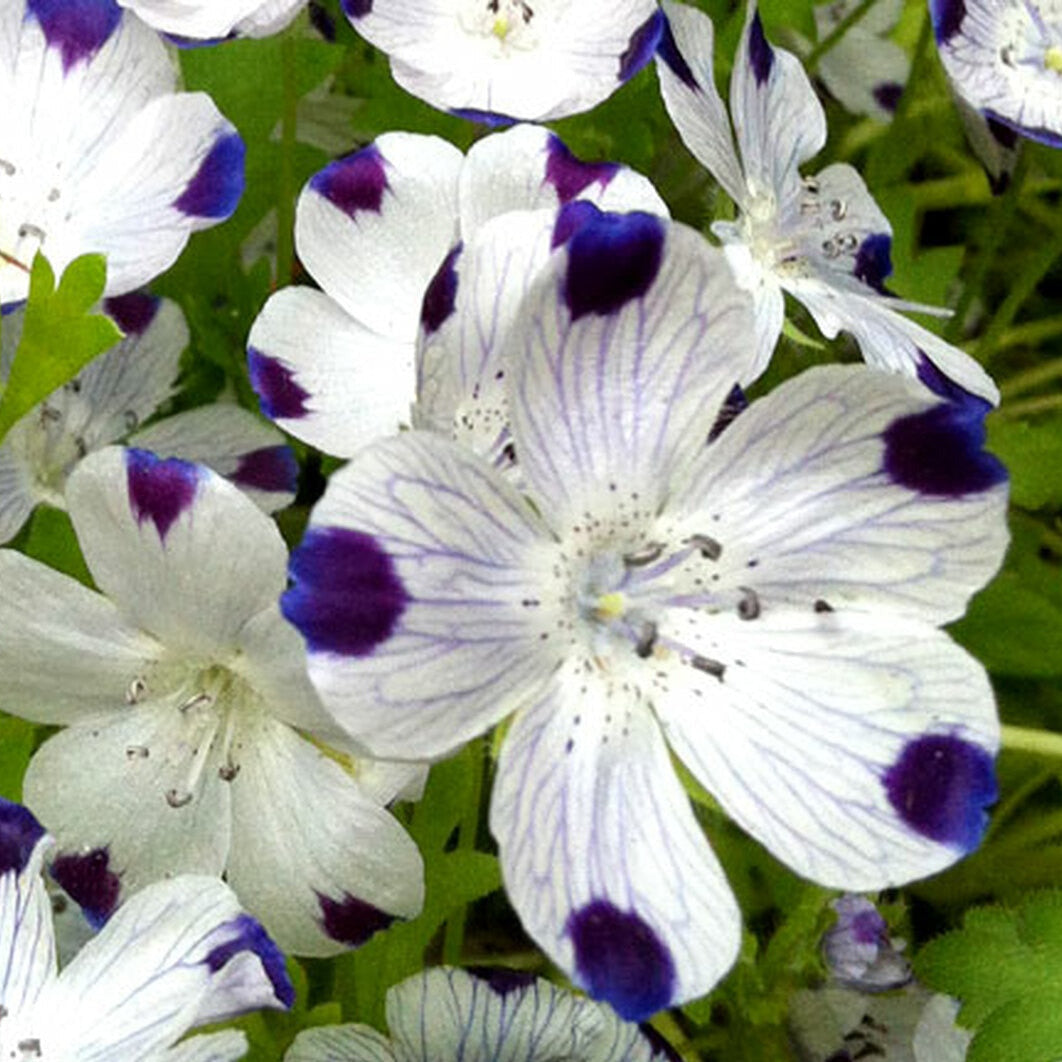 Five Spot Flower Seeds
