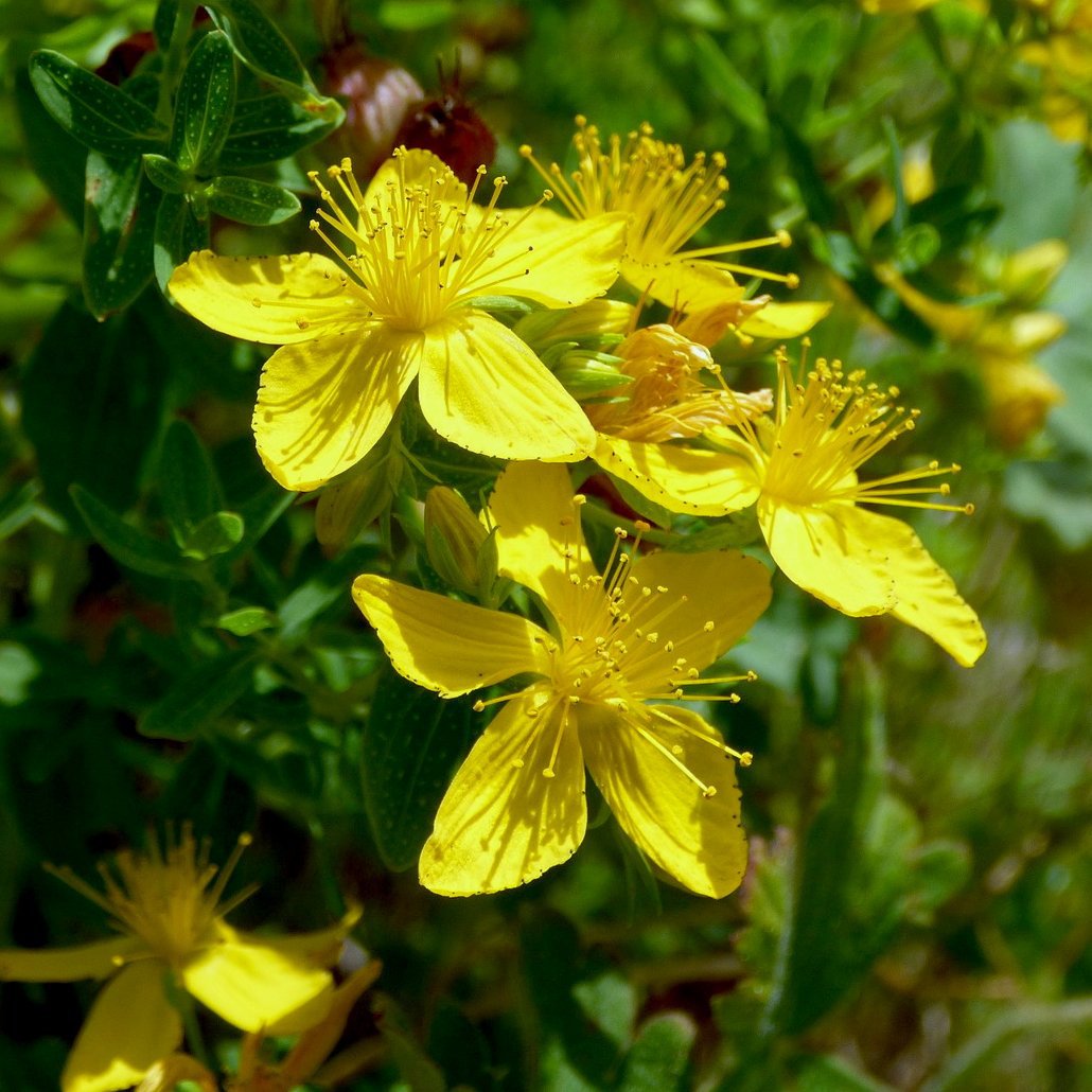 Organic St. John's Wort Plant Seeds