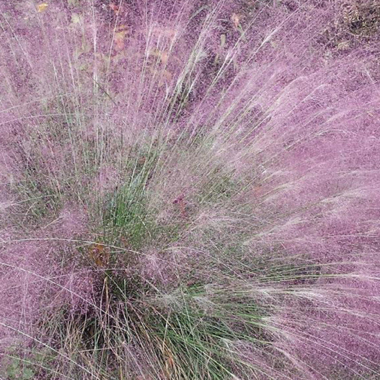 Purple Love Ornamental Grass Seeds