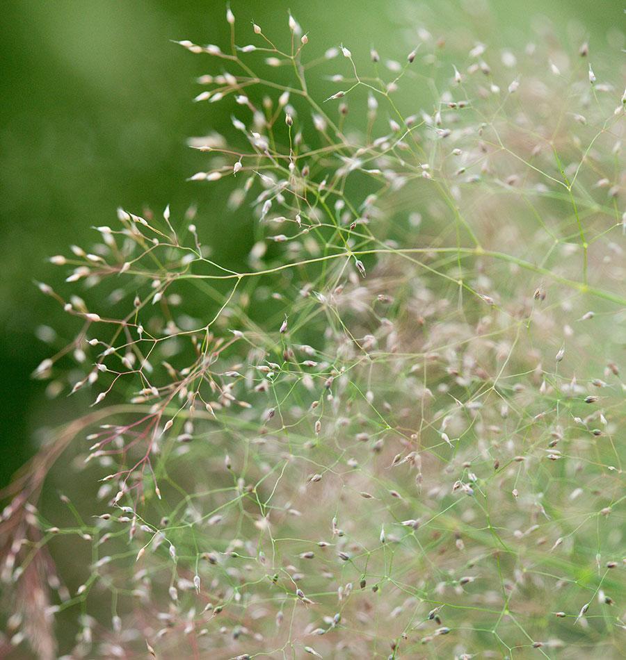 Ornamental Cloud Grass Seeds