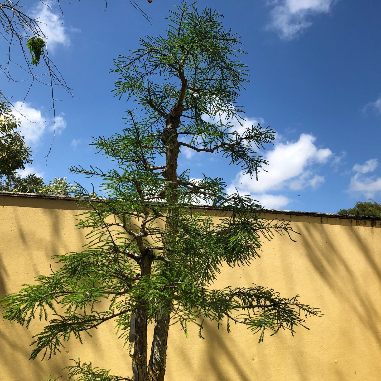 Bald Cypress Tree Seeds