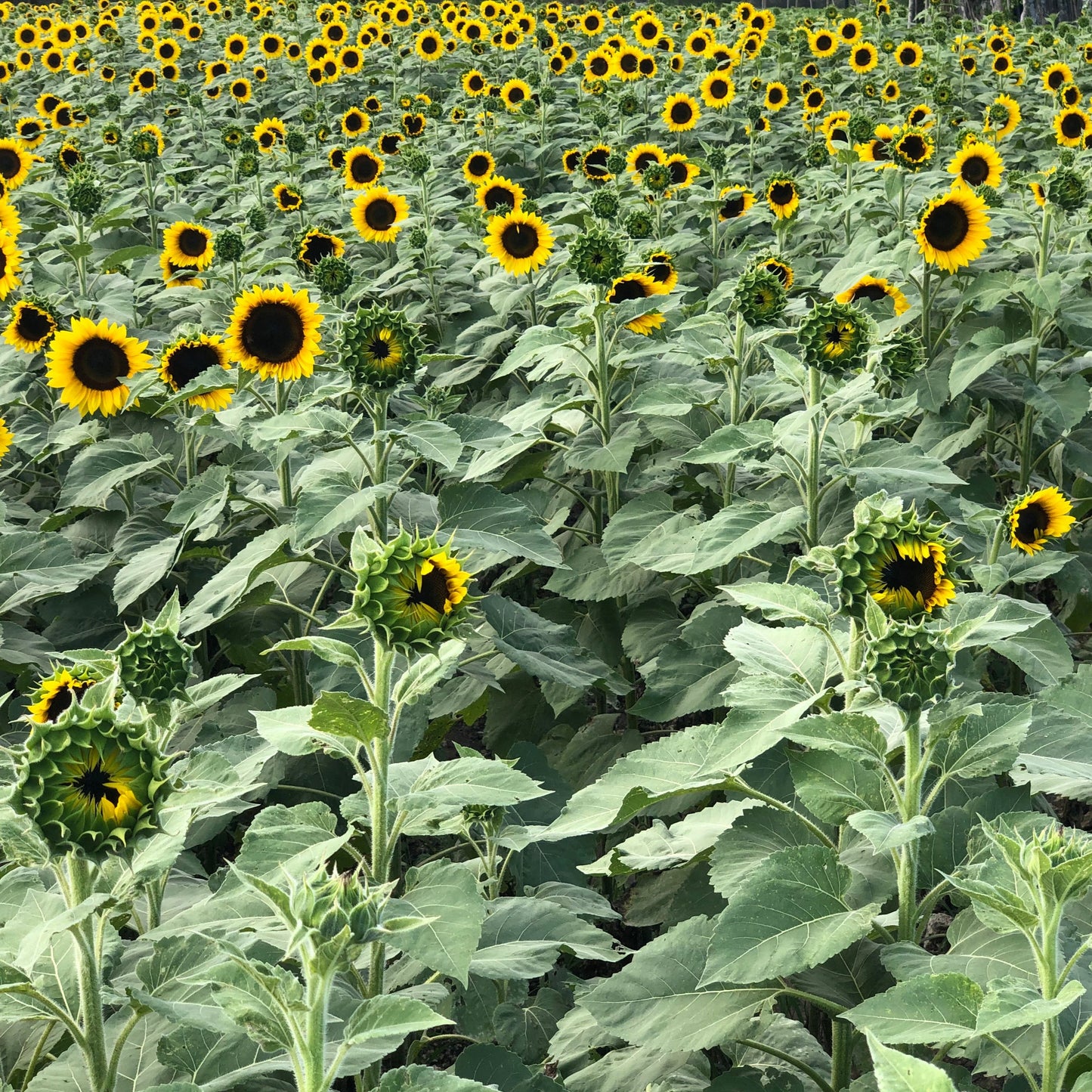 Mammoth Sunflower Plant Seeds