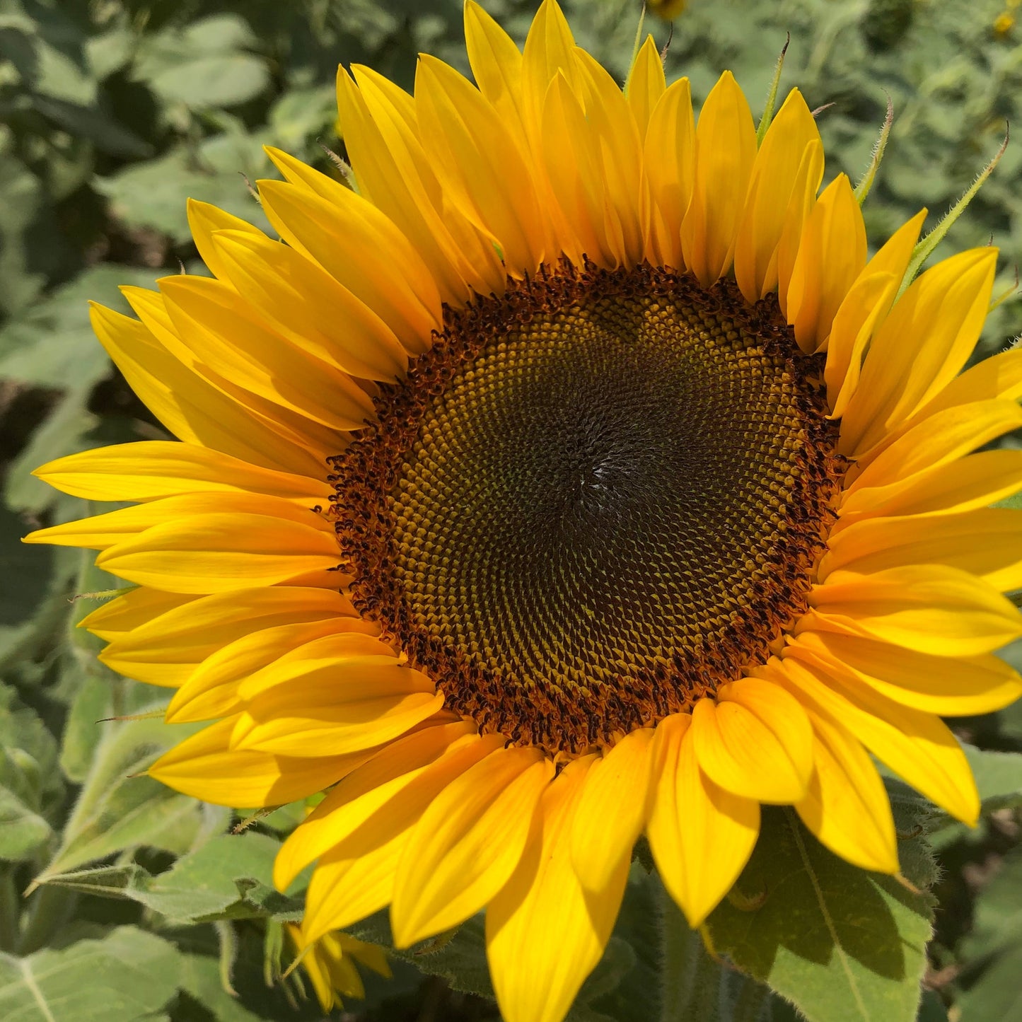 Mammoth Sunflower Plant Seeds