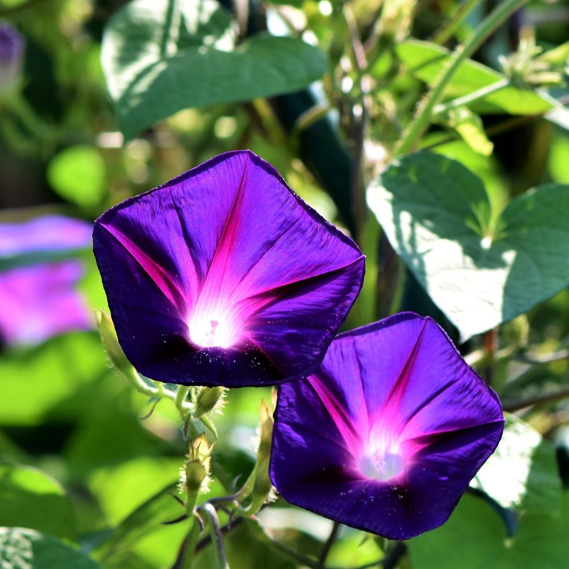 Purple "Grandpa Ott" Morning Glory Plant Seeds