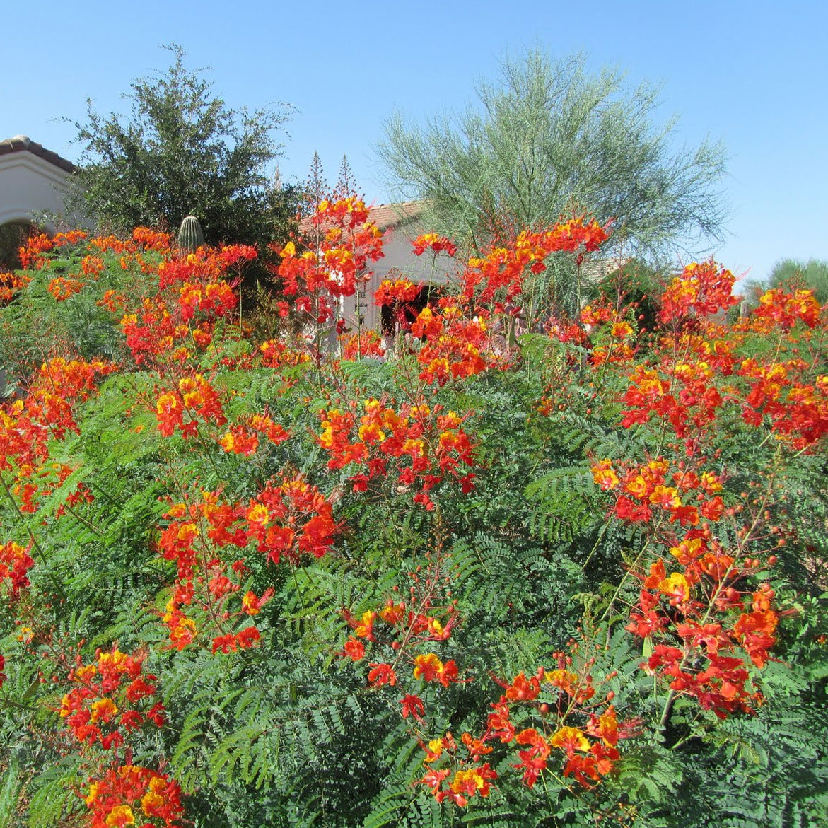 Pride of Barbados/Mexican Red Bird of Paradise Plant Seeds