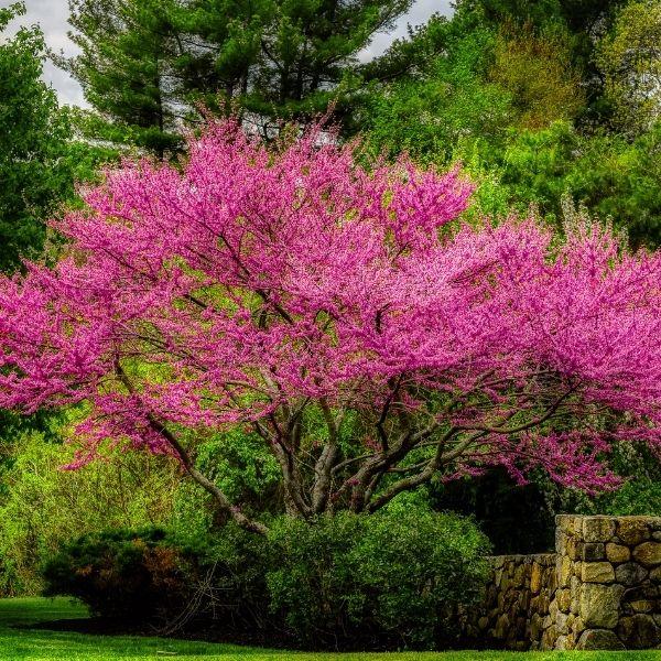 Eastern Redbud Tree Seeds