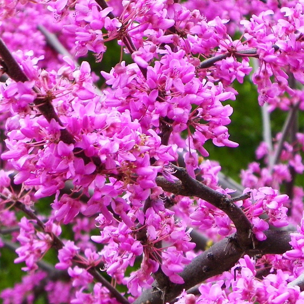 Eastern Redbud Tree Seeds