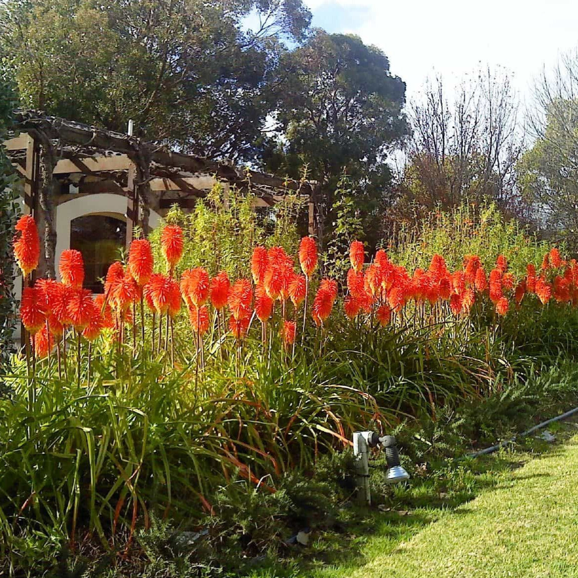 Red Hot Poker Ornamental Grass Seeds