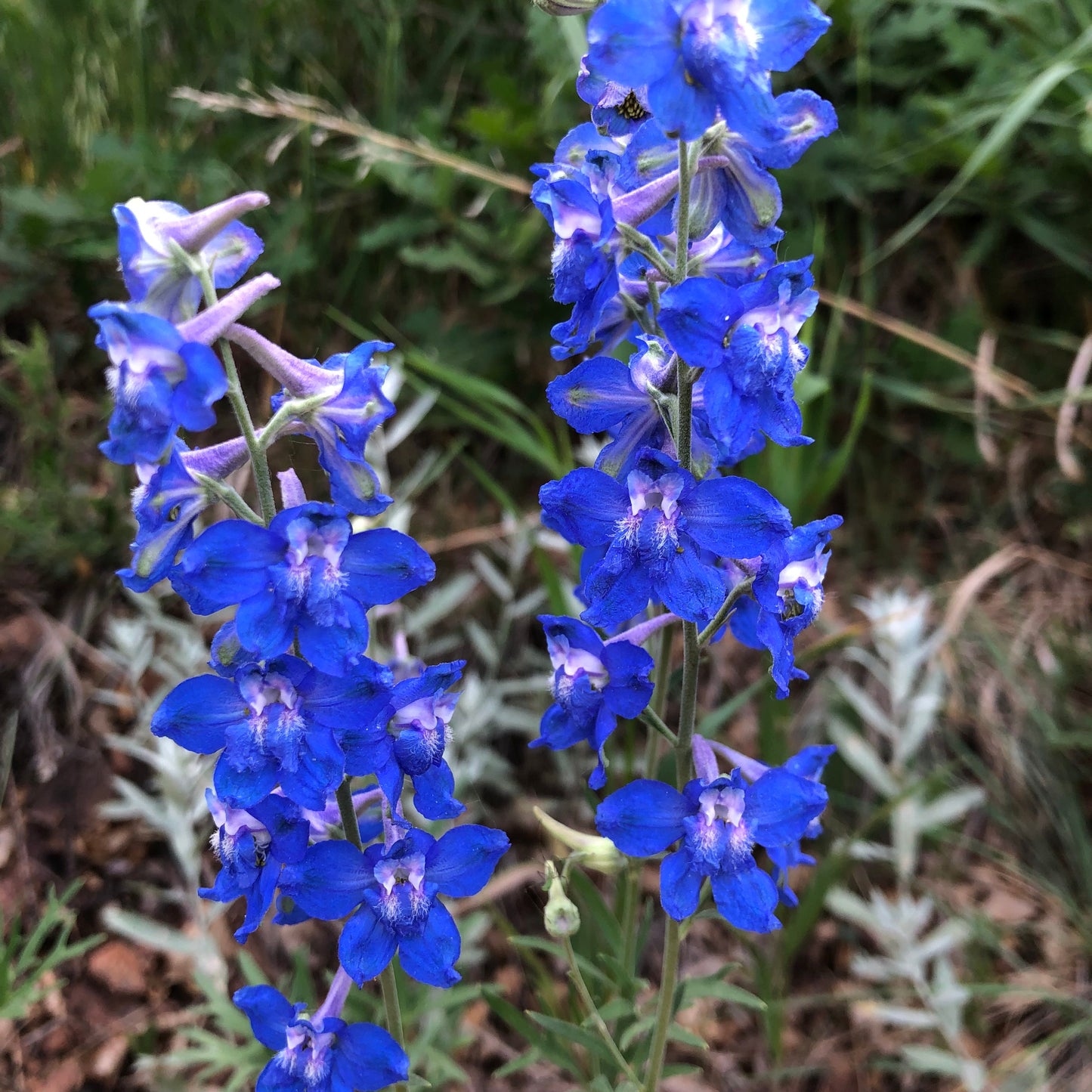 Texas Bluebonnet Flower Seeds