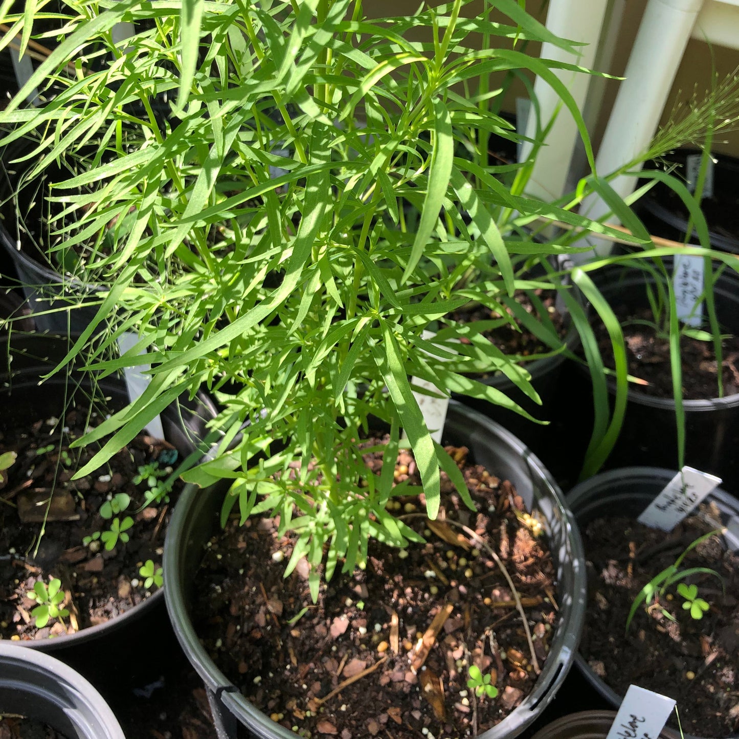 Kochia Burning Ornamental Grass Seeds