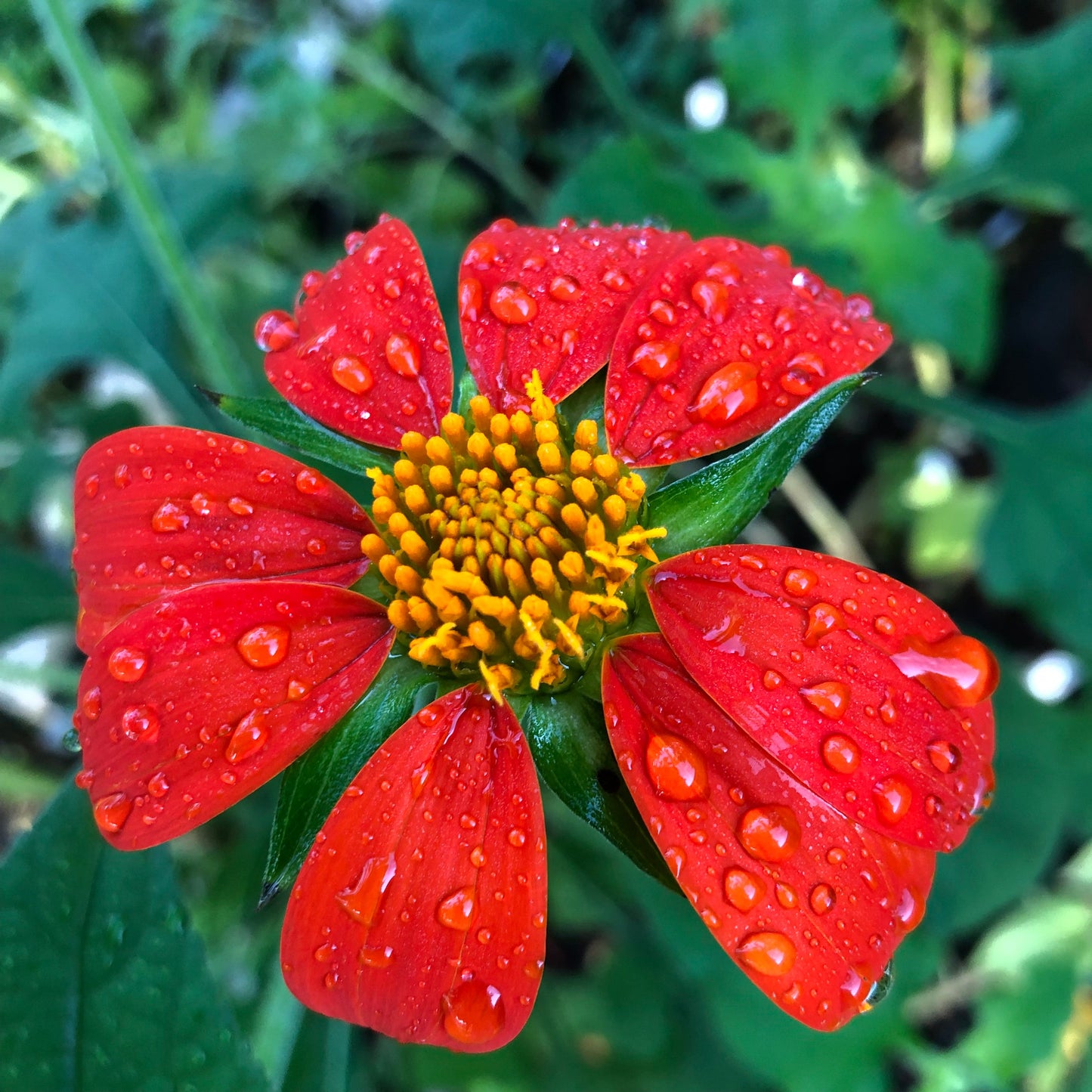Tithonia Mexican Torch Sunflower Seeds