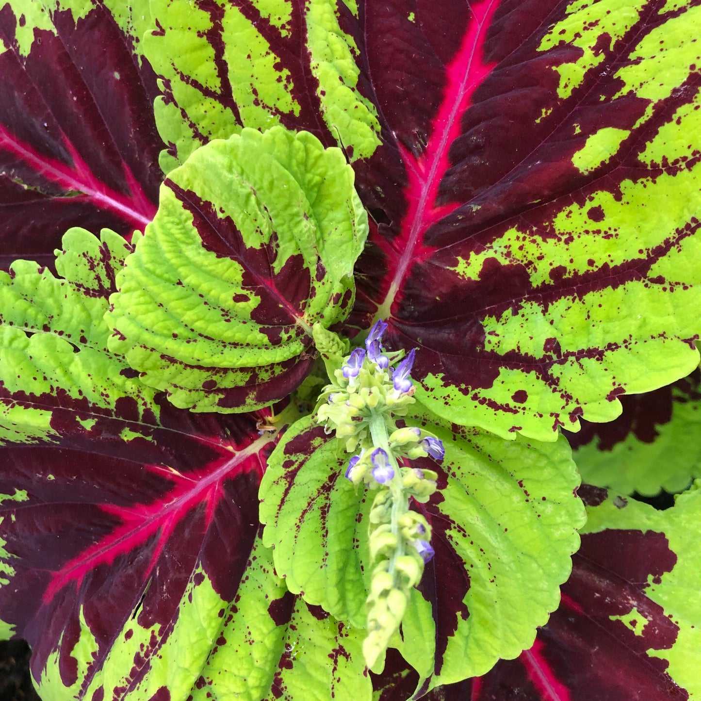 Coleus "Rainbow" Plant Seeds