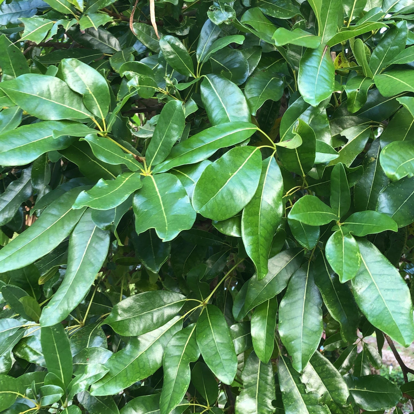Umbrella Tree Seeds
