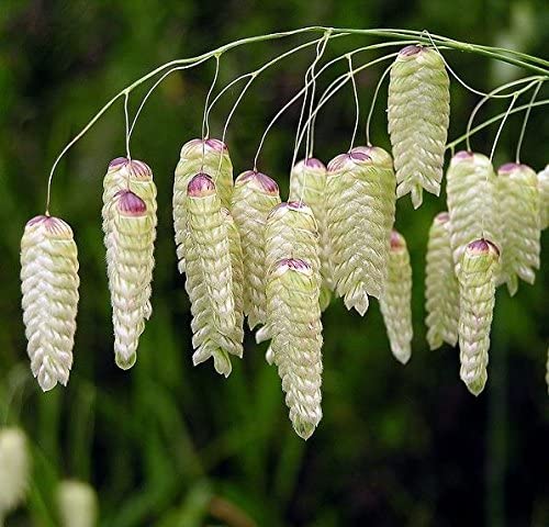 Quaking Ornamental Grass Seeds
