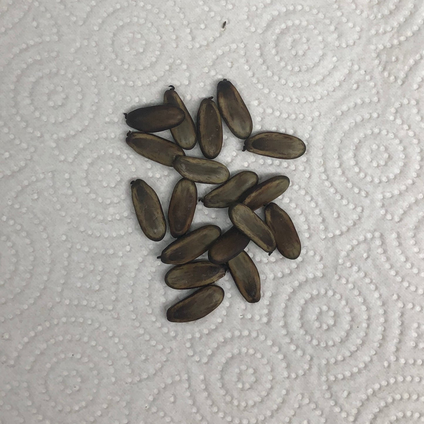 Royal Poinciana Tree Seeds