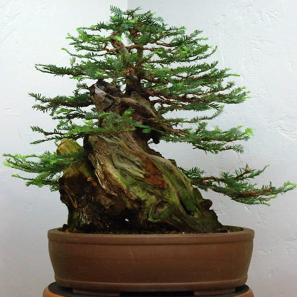 Giant Sequoia Redwood Tree Seeds