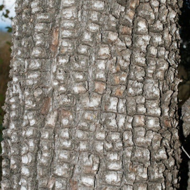 Alligator Juniper Tree Seeds