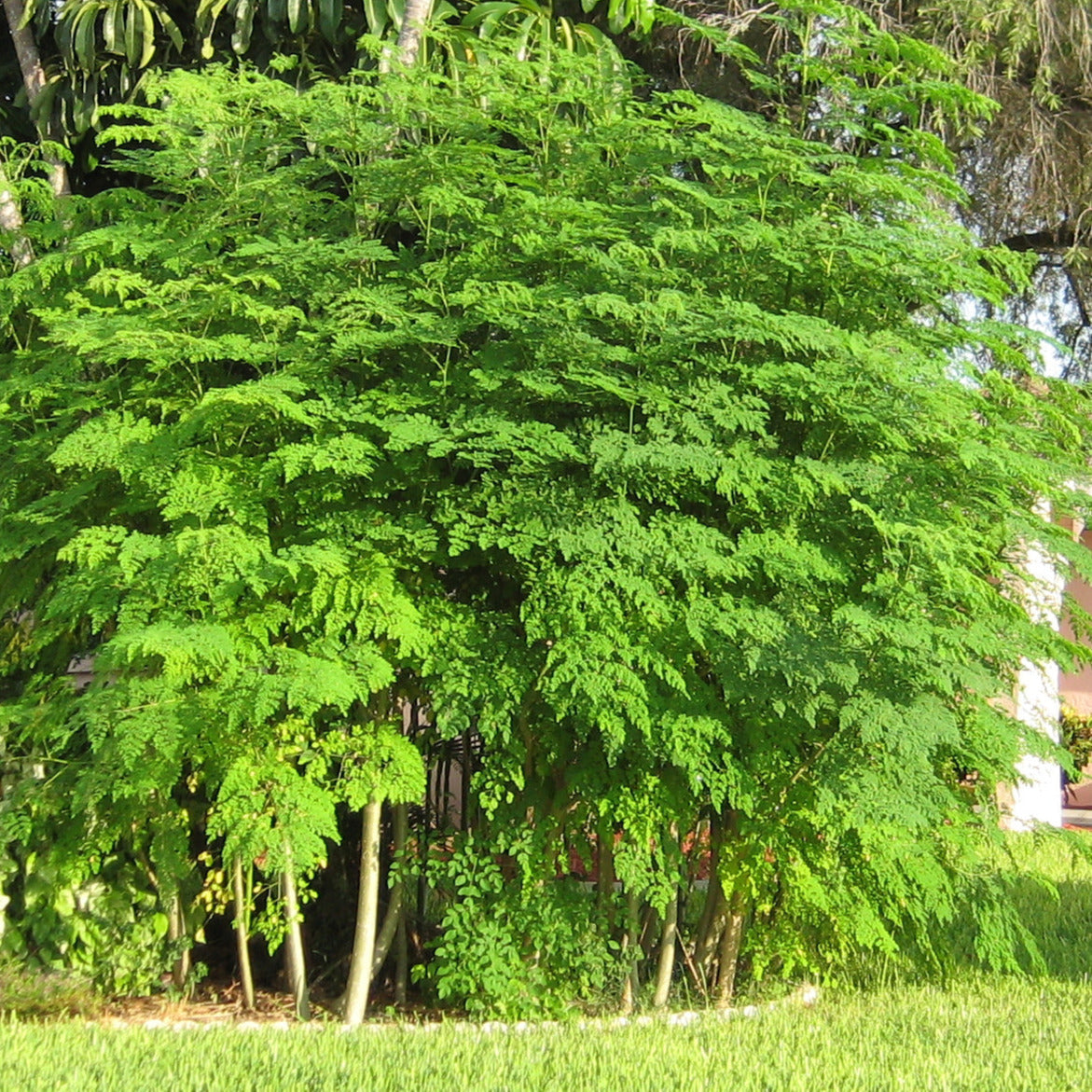 drumstick seeds for planting Moringa Drumstick Tree Seeds – Garden & Glimmer