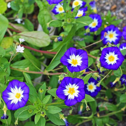 Royal Ensign Morning Glory Plant Seeds