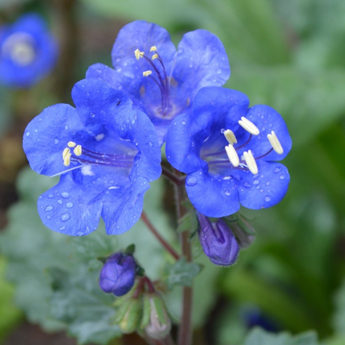 California Bluebell Flower Seeds