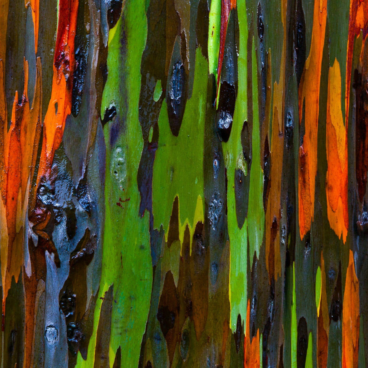 Rainbow Eucalyptus Tree Seeds