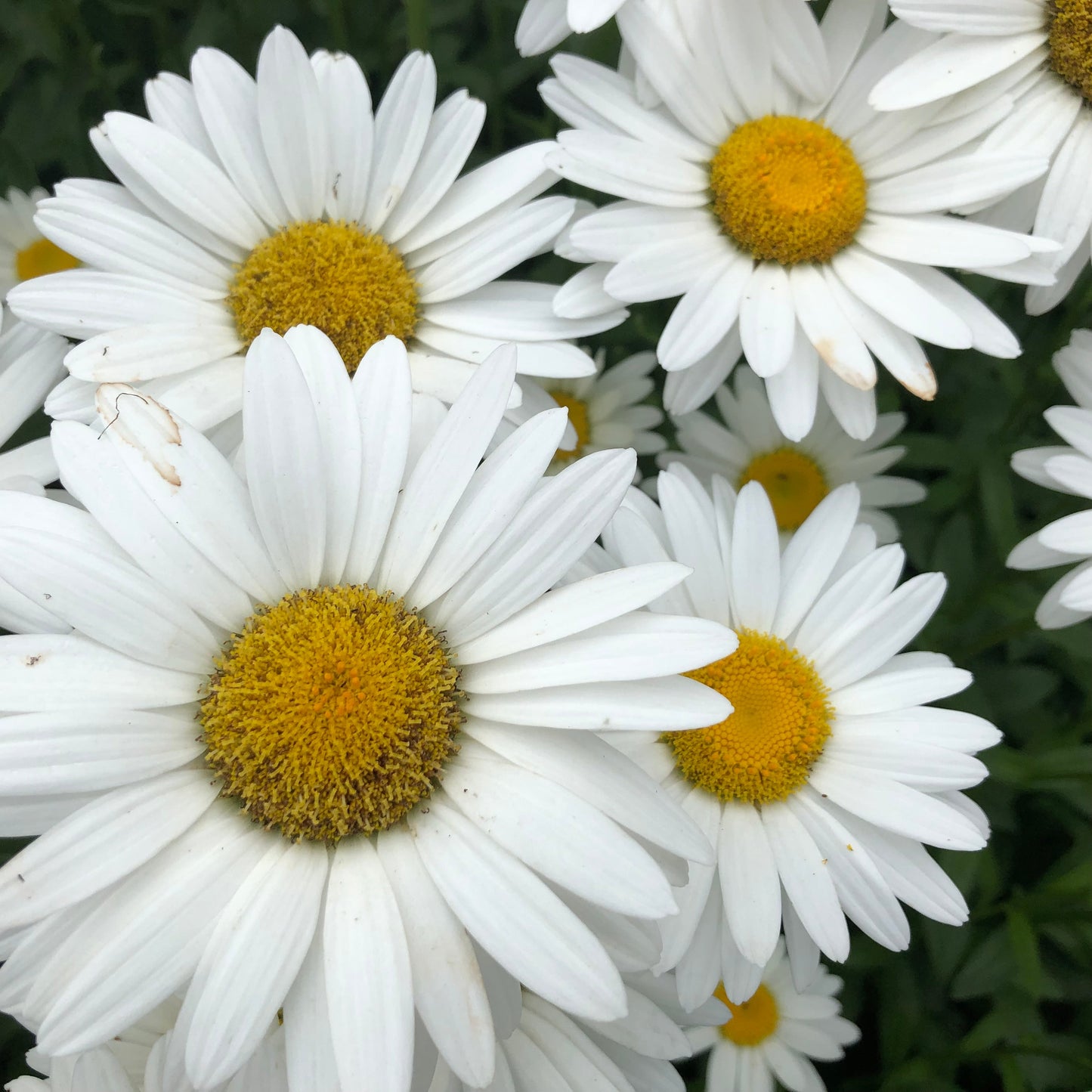 Alaska Shasta Daisy Flower Seeds