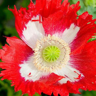 Danish Flag Poppy Flower Seeds