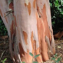 Crepe Myrtle Tree Seeds (Fuchsia)