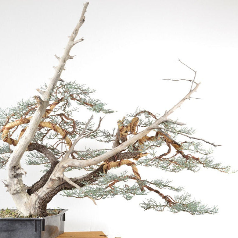 Alligator Juniper Tree Seeds