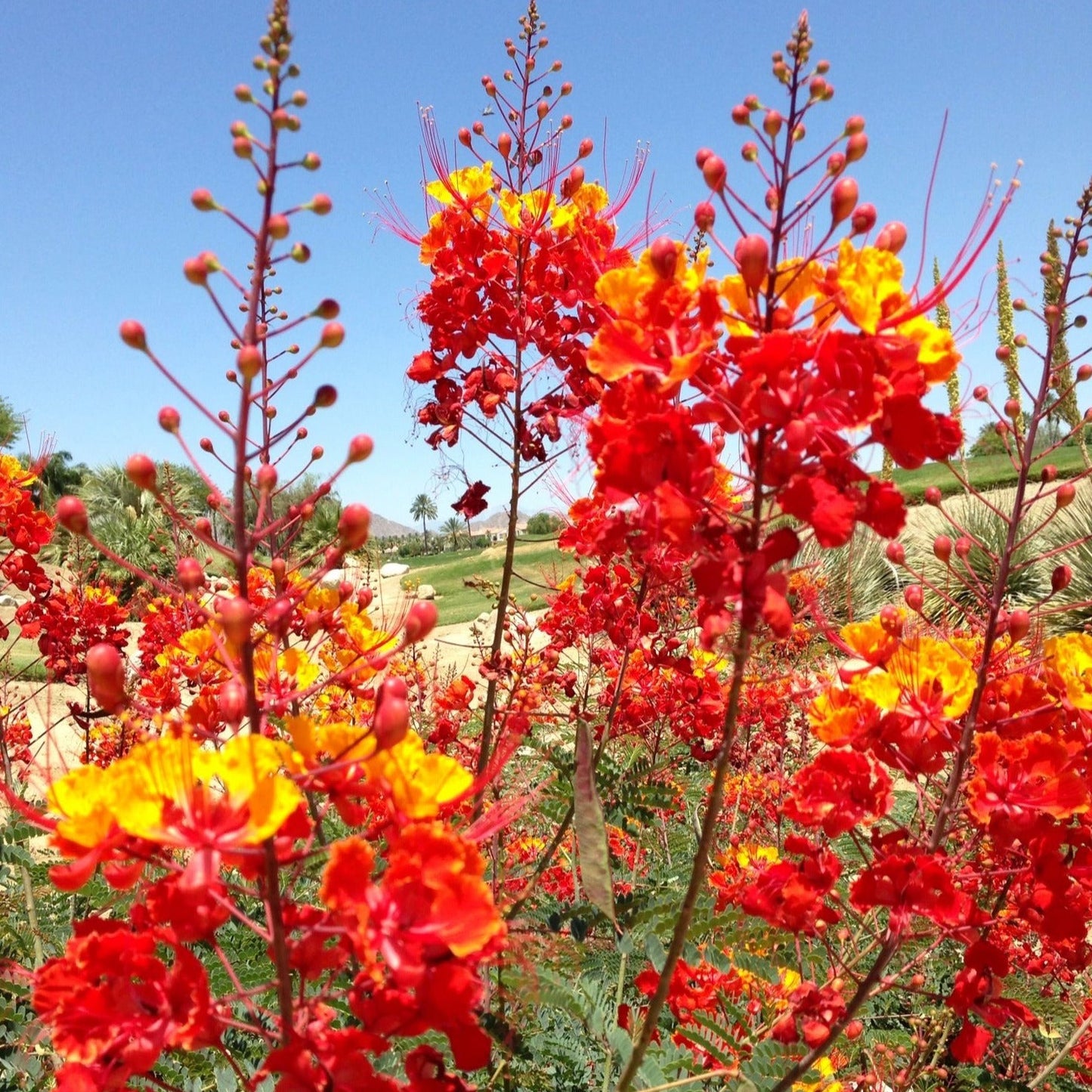 Pride of Barbados/Mexican Red Bird of Paradise Plant Seeds